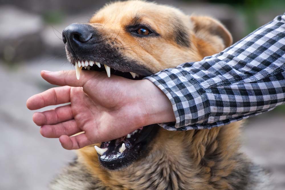 what happens if my dog bites someone